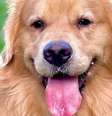 Lei Joca teve a união de autoridades e da população após a morte do golden retriever  Foto: Reprodução / Bons Fluidos