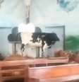 Boi é encontrado em altar de igreja em Taquari, RS  Foto: Reprodução