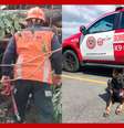 Cadelas dos bombeiros encontram corpo de adolescente desaparecida no RS   Foto: 
