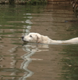  Foto: Jocelyn Augustino/FEMA / Canaltech