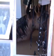 Cavalos presos em casa inundada morrem no Rio Grande do Sul  Foto: Reprodução/TV Globo