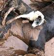 Muitos bichos de estimação e animais de produção morreram por causa das enchentes  Foto: CRMV / BBC News Brasil