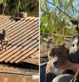 Cão pitbull é resgatado após ficar 6 dias ilhado em telhado no RS  Foto: Reprodução/Instagram