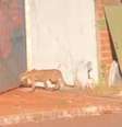 Onça assusta moradores ao ser flagrada 'passeando' por ruas em Goiás  Foto: Reprodução/Redes sociais