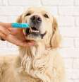 Entenda como cuidar da saúde bucal dos pets  Foto: Shutterstock / Alto Astral