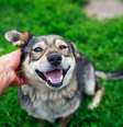 Ter cuidados preventivos mantém os pets saudáveis por mais tempo  Foto: Bachkova Natalia | Shutterstock / Portal EdiCase