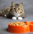 Alimentação adequada evita doenças em gatos  Foto: fantom_rd | Shutterstock / Portal EdiCase