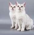 O gato da raça burmilla tem temperamento encantador e personalidade cativante  Foto: JE Jevgenija | Shutterstock / Portal EdiCase