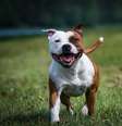 O comportamento dos cachorros é influenciado pelo ambiente de criação  Foto: Eve Photography | Shutterstock / Portal EdiCase