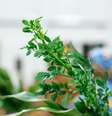 Certas plantas e flores naturais têm o poder de rebater e absorver as más energias  Foto: Brunomartinsimagens/iStock