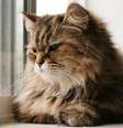 Gatos estressados podem ter respostas físicas e comportamentais negativas  Foto: Danielle Armstrong | Shutterstock / Portal EdiCase