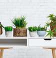 Descubra quais plantas trazem energias positivas ou negativas  Foto: Shutterstock / Alto Astral
