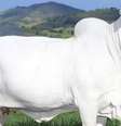 Bezerra da vaca mais cara do mundo será leiloada por R$ 3 milhões  Foto: Divulgação / Casa Branca Agropastoril / Perfil Brasil