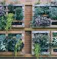 O jardim vertical traz mais vida para a decoração  Foto: lulu and isabelle | Shutterstock / Portal EdiCase