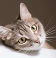 Os bigodes destacam-se como uma das características mais diferentes e funcionais da anatomia de felinos  Foto: Sozina Kseniia | Shutterstock / Portal EdiCase