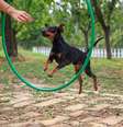 Cachorro sendo adestrado  Foto: Violetastock/iStock