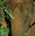 Lady, de 52 anos, morreu por eutanásia na noite de quarta-feira, 15, no Santuário de Elefantes Brasil (SEB), na Chapada dos Guimarães, no Mato Grosso.  Foto: Reprodução/SEB