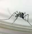 Os mosquitos Haemagogus, como o Hg. leucocelaenus, são vetores primários da febre amarela silvestre e da febre do marayo  Foto: Josué Damacena/IOC/Fiocruz
