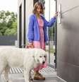 Entenda regra sobre cachorros em apartamento  Foto: Shutterstock / Alto Astral