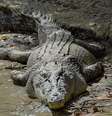 Crocodilo-de-água-salgada  Foto: pixabay / Flipar