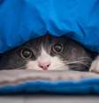 Gato se escondendo pode ser sinal de estresse  Foto: Shutterstock / Alto Astral