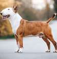 Cachorros da raça bull terrier são ágeis e determinados  Foto: Eve Photography | Shutterstock / Portal EdiCase