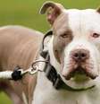 Os cães American Bully XL estiveram envolvidos em uma série de ataques  Foto: PA MEDIA / BBC News Brasil