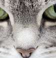 Descubra como os gatos enxergam  Foto: Shutterstock / Alto Astral