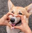 A umidade no focinho do cachorro ajuda na sensibilidade do olfato   Foto: tanya.asfir | Shutterstock / Portal EdiCase