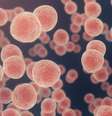 Pesquisadores identificam proteínas no sangue que podem ajudar a prever 19 tipos de câncer até 7 anos antes do diagnóstico  Foto: Jezperklauzen