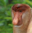 Macaco-narigudo (Nasalis larvatus)  Foto: Wikicommons