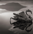 Flamingo petrificado no Lago Natron, em 2010  Foto: Nick Brandt/Divulgação
