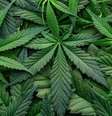 Em 2022, cerca de 17,7 milhões de pessoas nos EUA relataram usar maconha diariamente ou quase todo dia  Foto: iStock / Jairo Bouer