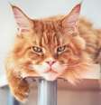 Apesar da aparência imponente, muitas raças de gatos são dóceis e amigáveis  Foto: StepanPopov | Shutterstock / Portal EdiCase