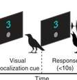 Corvos são ensinados a contar de um a quatro, como crianças pequenas (Imagem: Liao et al., 2024/Science)  Foto: Canaltech