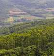 Plantação de eucalipto em Arroio do Meio, no Rio Grande do Sul  Foto: Getty Images / BBC News Brasil