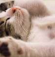 Os gatos estão ganhando o coração das pessoas em diversos âmbitos; entenda  Foto: Pixabay/ abolanu / Bons Fluidos