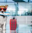 Companhia cria viagem especial e cachorros podem viajar de avião com seus tutores  Foto: Canva Pro/Damedeeso / Bons Fluidos