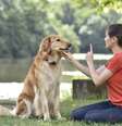 Alguns comandos são importantes para garantir que o cachorro se comporte bem  Foto: goodluz | Shutterstock / Portal EdiCase