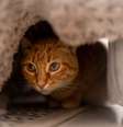 Os gatos se escondem frequentemente devido ao seu instinto de sobrevivência e desconfiança natural  Foto: Magui RF | Shutterstock / Portal EdiCase