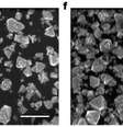 Em laboratório, diamantes são produzidos em 15 minutos (Imagem: Gong et al., 2024/Nature)  Foto: Canaltech