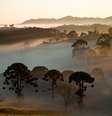 Araucárias na Serra da Bocaina, onde está Cunha e Paraty  Foto: Heris Luiz Cordeiro Rocha/Wikimedia Commons / Viagem e Turismo