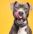 Conheça algumas curiosidades sobre os cães  Foto: Shutterstock / Alto Astral