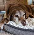 Cães idosos necessitam de alguns cuidados específicos  Foto: Cavan-Images | Shutterstock / Portal EdiCase