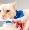 Existem formas farmacêuticas que reduzem o desconforto que algumas drogas podem causar no estômago dos animais, como o filme oral, uma lâmina hidrossolúvel   Foto: Priscilla Fiedler / Divulgação