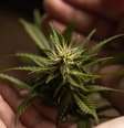 Estudo revela potencial da cannabis para tratar questões de saúde mental  Foto: Shutterstock / Saúde em Dia