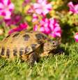 Algumas espécies de tartarugas e jabutis podem ser criadas em casa  Foto: Vera Zinkova | Shutterstock / Portal EdiCase