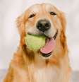 Veja alguns dos melhores brinquedos para cachorros  Foto: Shutterstock / Alto Astral