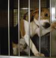 Empresa nos EUA que fornece cães para testes em laboratório é condenada a pagar mais de R$ 100 milhões por maus-tratos a animais  Foto: Reprodução/Getty Images