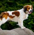 Algumas raças de cachorro são pouco conhecidas, mas muito interessantes  Foto: Jitka Cernohorska | Shutterstock / Portal EdiCase